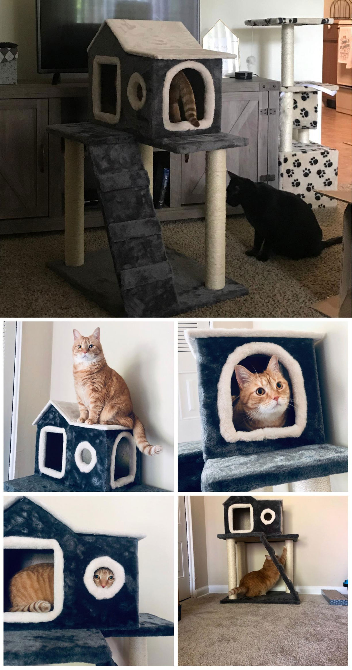 funny cat house
