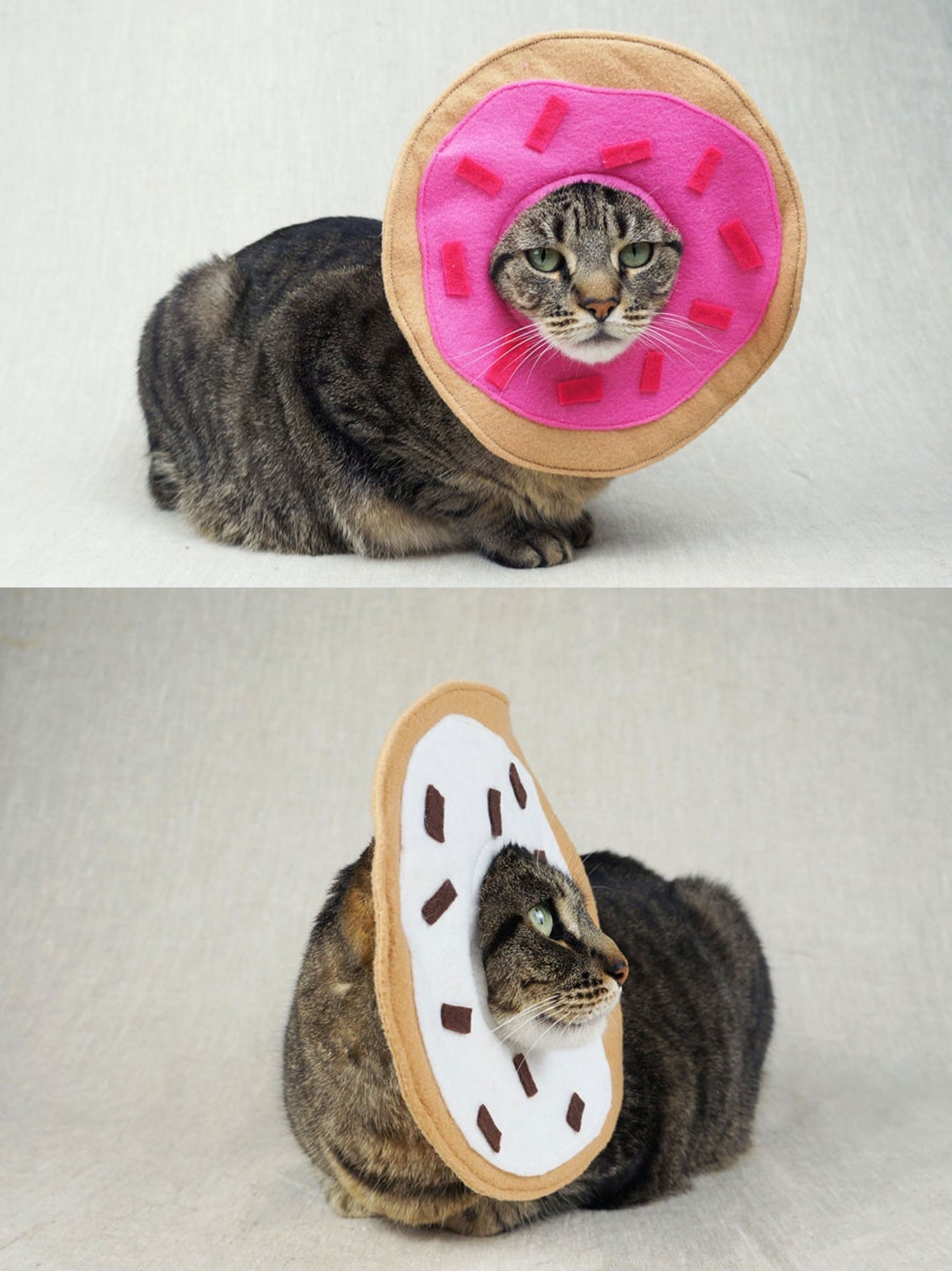 cat with donuts