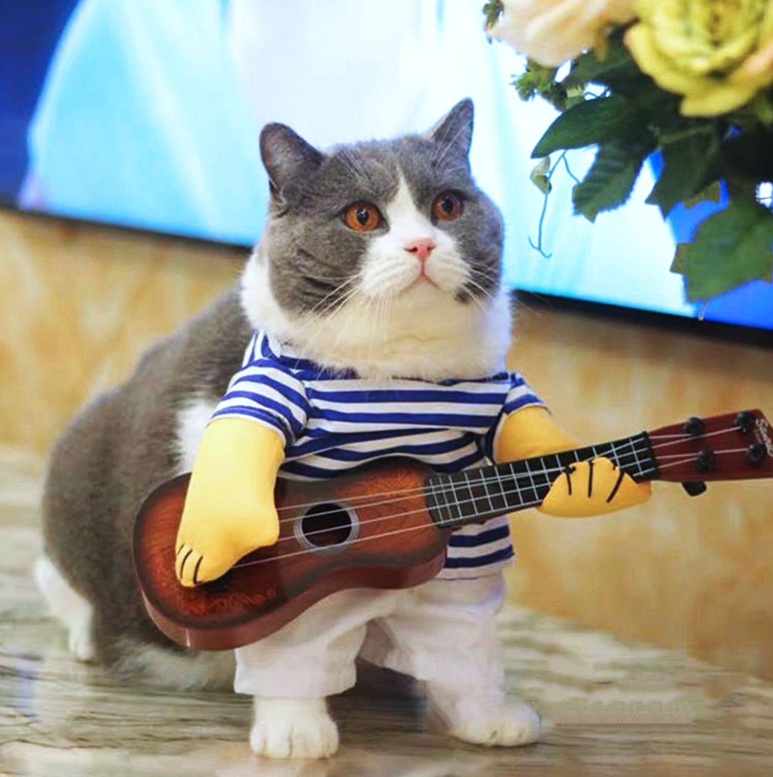 cat with guitar