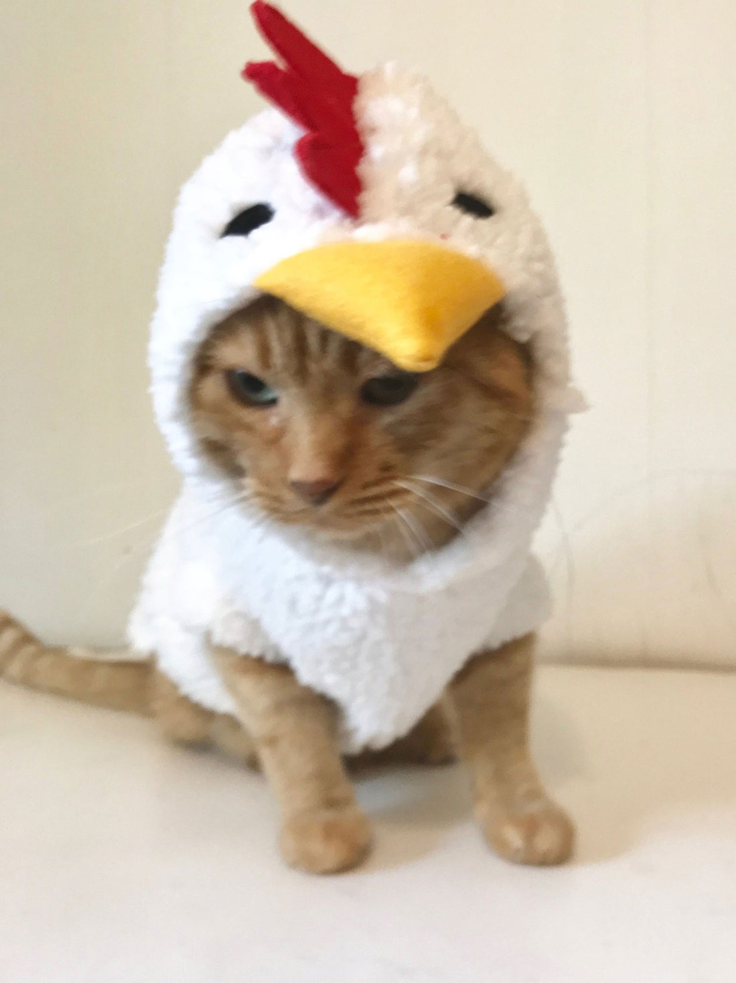chicken cat costume