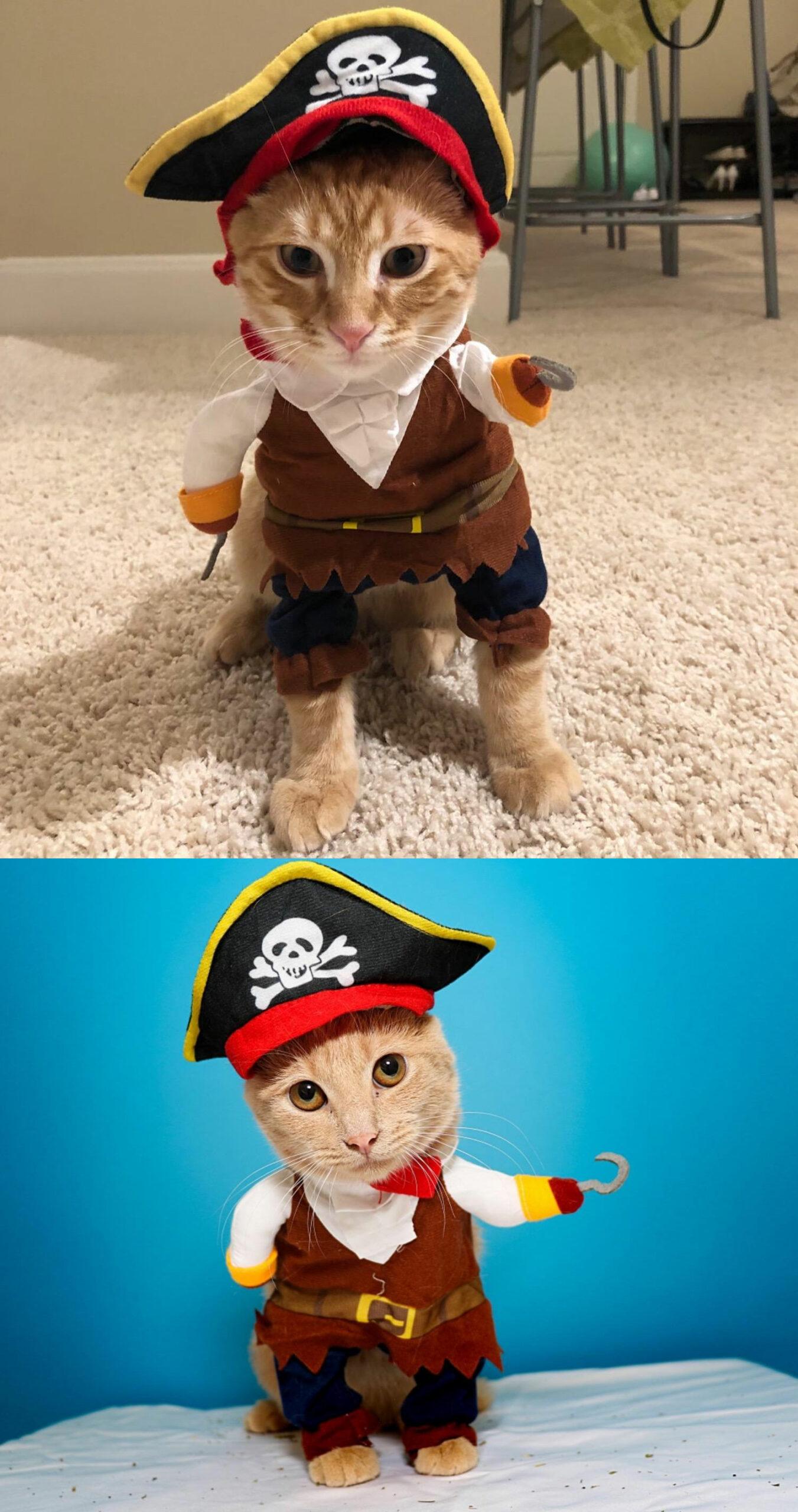 cute cat costume for adults