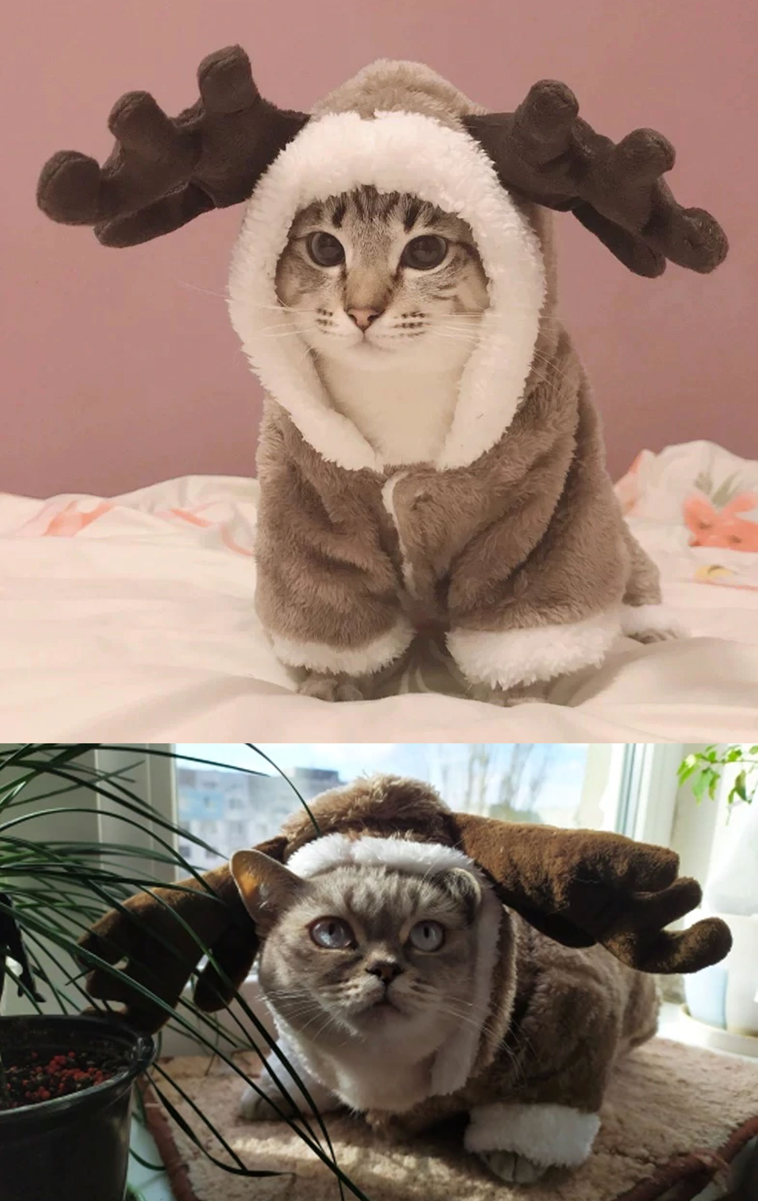 winter cat costume