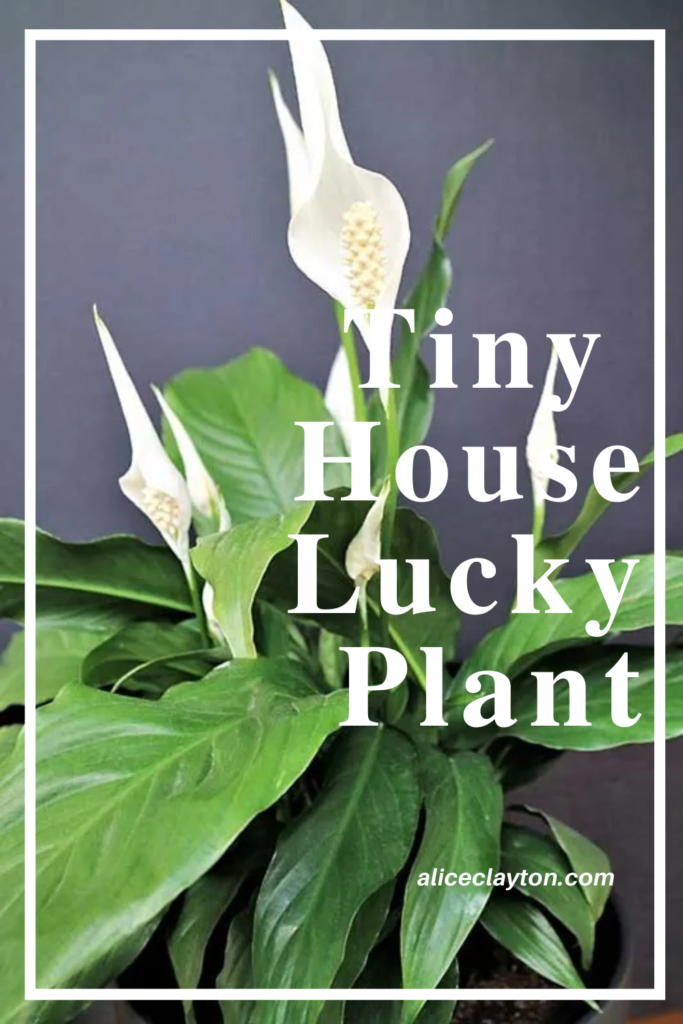 Tiny house lucky plant